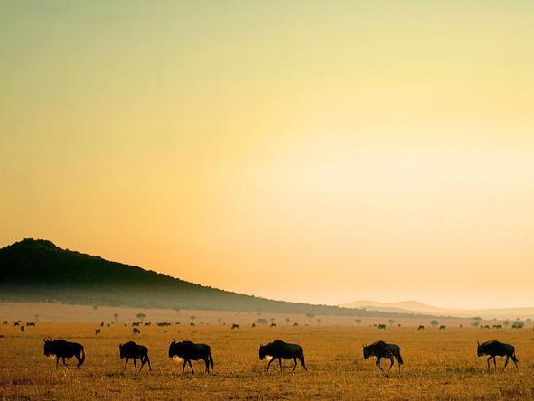 Porini Mara Camp - Evening Safari Drive 